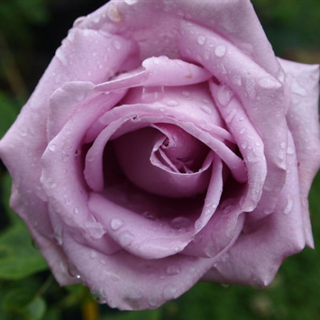 Роза плетистая Инголетта